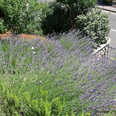Holiday Salvia *