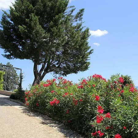 Holiday Salvia Holiday home